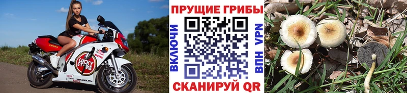 Галлюциногенные грибы MAGIC MUSHROOMS  Купить  Новая Ладога 